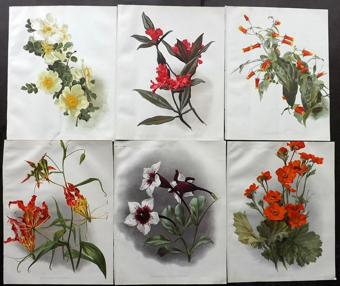 The Garden 1890's Lot of 6 Botanical Prints: Chromolithographs Published 1872-1927, London for "The Garden. An Illustrated Weekly Journal of Horticulture in all its Branches" Edited by William Robinson and others. Paper Size: 11.5 x 9 inch (29 x
