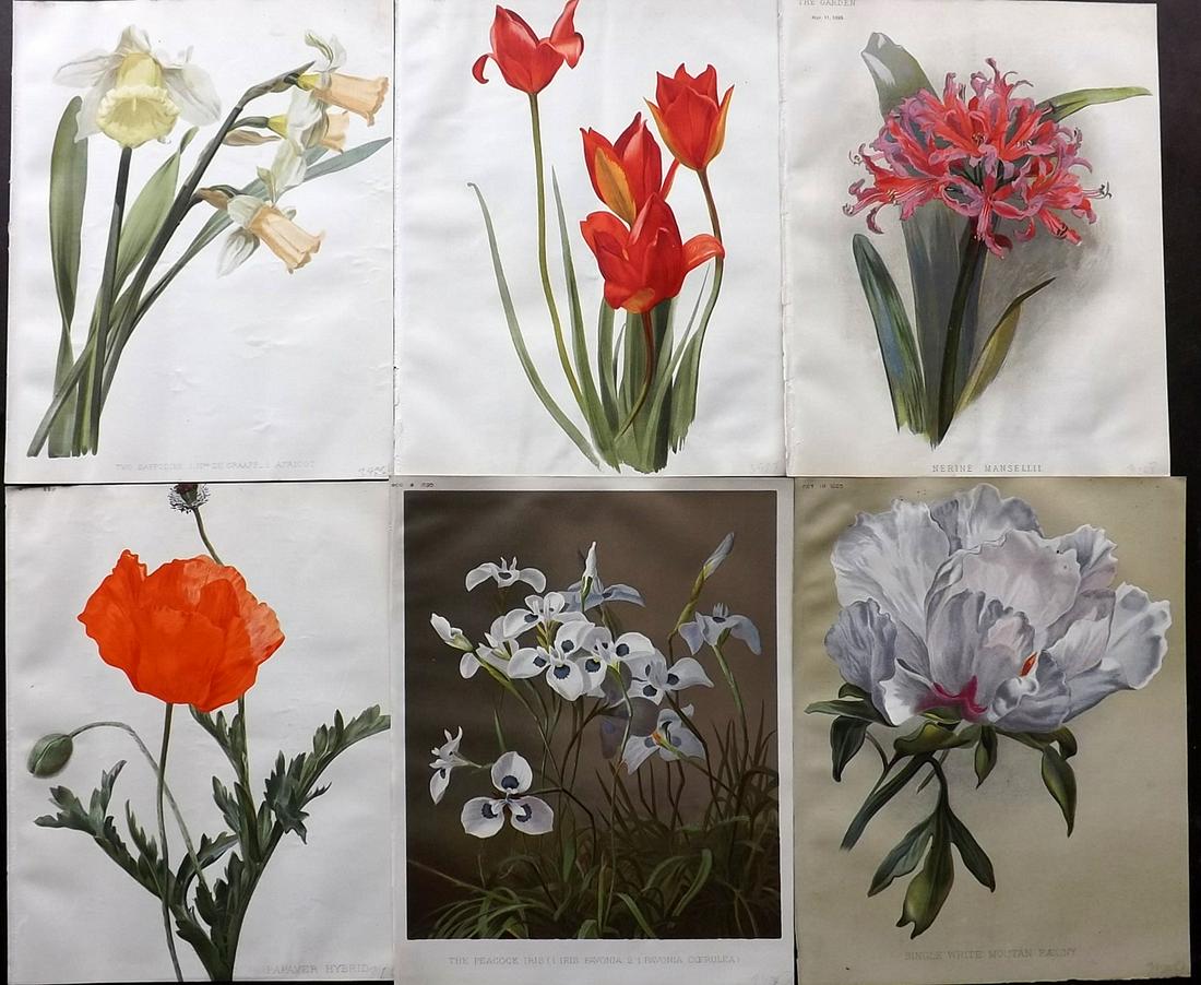 The Garden 1890's Lot of 6 Botanical Prints: Chromolithographs Published 1872-1927, London for "The Garden. An Illustrated Weekly Journal of Horticulture in all its Branches" Edited by William Robinson and others. Paper Size: 11.5 x 9 inch (29 x