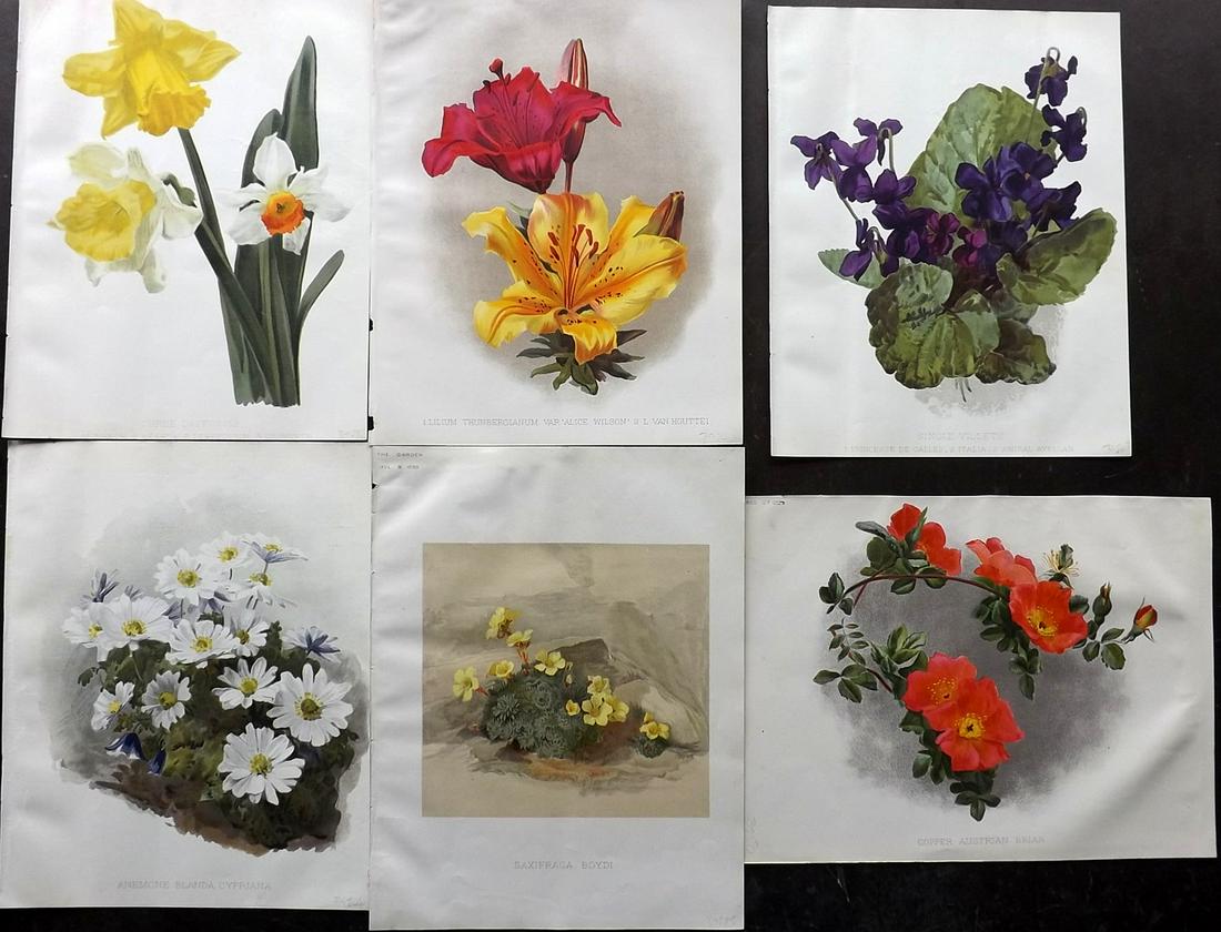 The Garden 1890's Lot of 6 Botanical Prints: Chromolithographs Published 1872-1927, London for "The Garden. An Illustrated Weekly Journal of Horticulture in all its Branches" Edited by William Robinson and others. Paper Size: 11.5 x 9 inch (29 x