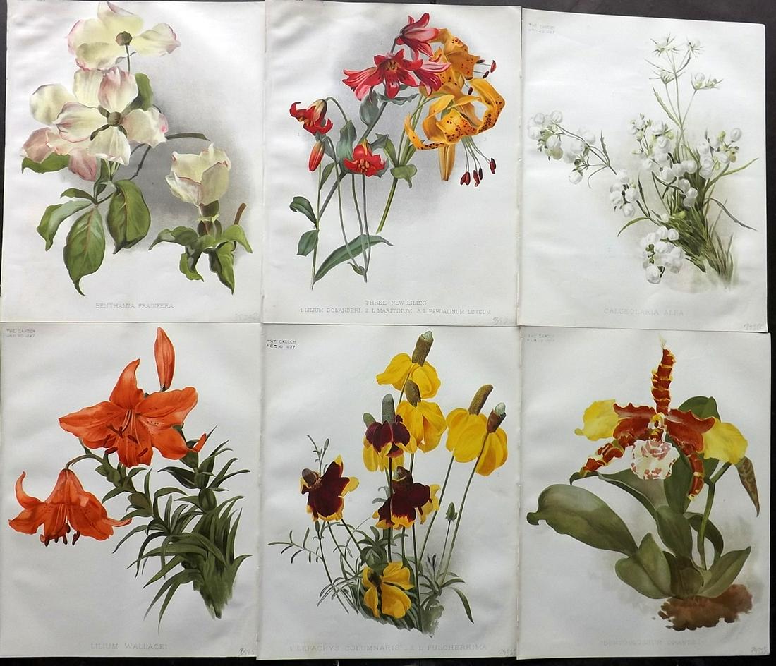 The Garden 1890's Lot of 6 Botanical Prints: Chromolithographs Published 1872-1927, London for "The Garden. An Illustrated Weekly Journal of Horticulture in all its Branches" Edited by William Robinson and others. Paper Size: 11.5 x 9 inch (29 x
