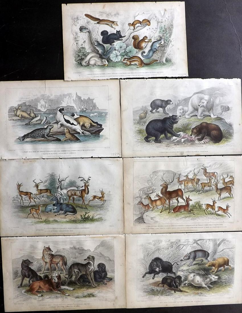 Goldsmith, Oliver 1859 Lot of 7 HC Prints. Deer, Bear (1 of 2)