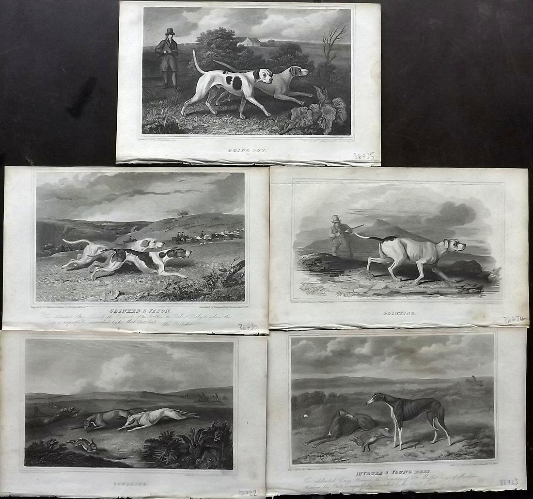 Sporting Magazine 1820 Lot of 5 Prints. Dogs (1 of 2)