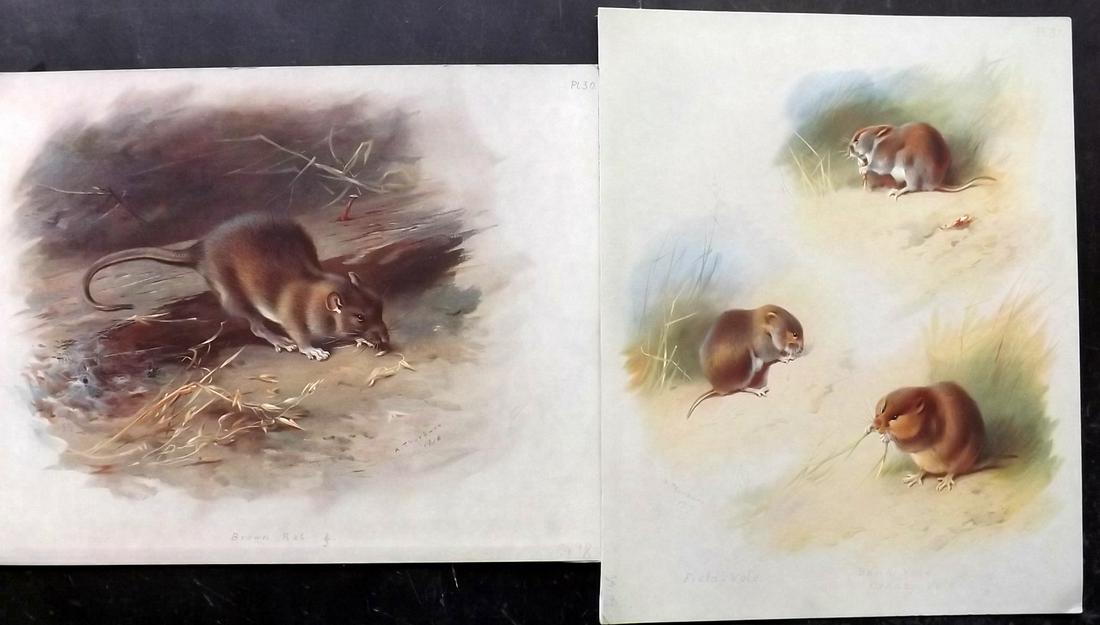 Thorburn, Archibald 1920 Pair of Folio Prints. Rat,: Folio Chromolithographs Published 1920-21, London for "British Mammals" by Archibald Thorburn. On Heavy Stock Paper. Rare. This Edition Limited to 500 Copies. Paper Size: 12.5 x 10 inch (32 x 25cm) Go