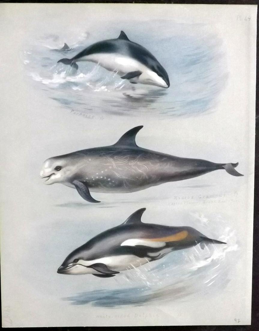 Thorburn, Archibald 1920 Rare Folio Print. Dolphins: Folio Chromolithographs Published 1920-21, London for "British Mammals" by Archibald Thorburn. On Heavy Stock Paper. Rare. This Edition Limited to 500 Copies. Paper Size: 12.5 x 10 inch (32 x 25cm) Go
