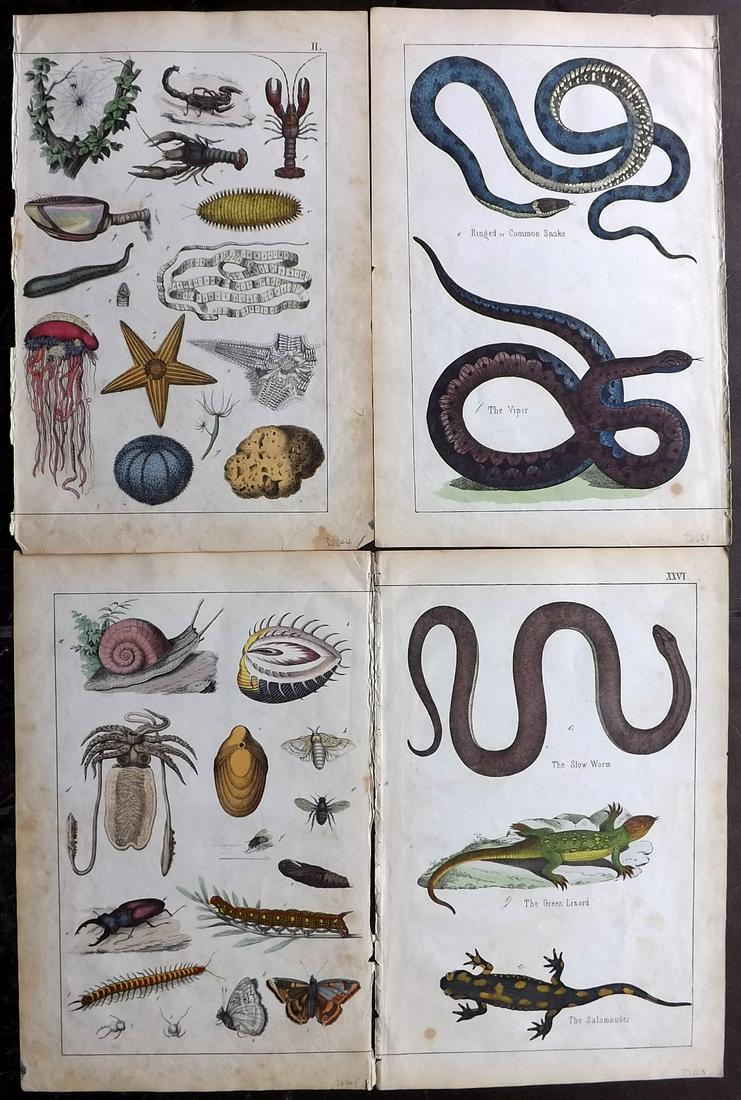 White, Adam 1859 Lot of 4 HC Prints. Snakes etc (1 of 2)