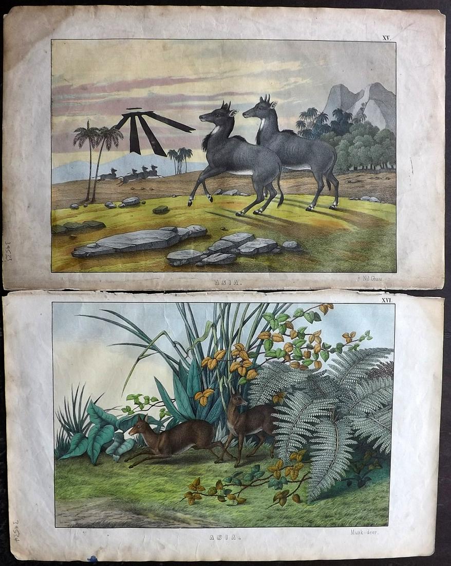 White, Adam 1872 Pair of HC Prints. Deer, Nil-Ghau (1 of 2)