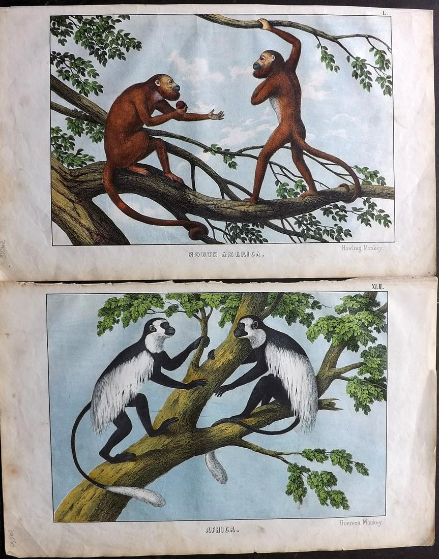 White, Adam 1872 Pair of HC Prints. Monkeys (1 of 2)