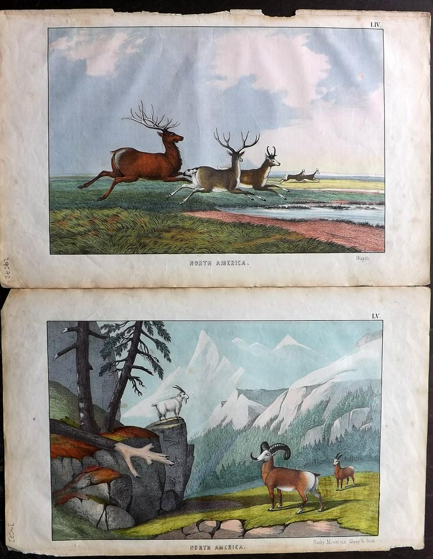 White, Adam 1872 Pair HC Prints. Rocky Mountain Sheep (1 of 2)