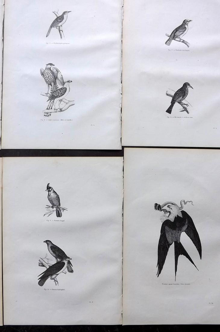 Chenu, Jean C1870 Lot of 10 Antique Bird Prints: Wood Engraving Published 1867-82, Paris for "Encyclopedie D'Histoire Naturelle" by Jean Charles Chenu. Reverse side blank. Paper Size: 11 x 7.5 inch (28 x 19cm) Good Condition overall