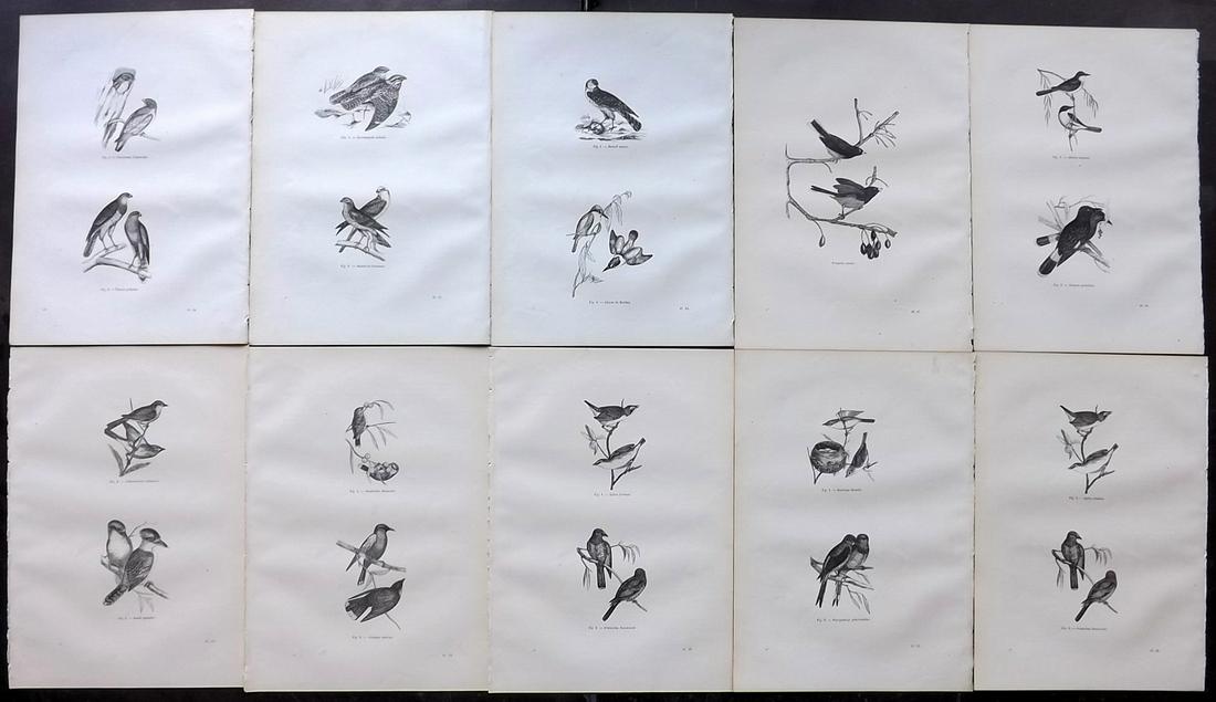 Chenu, Jean C1870 Lot of 10 Antique Bird Prints: Wood Engraving Published 1867-82, Paris for "Encyclopedie D'Histoire Naturelle" by Jean Charles Chenu. Reverse side blank. Paper Size: 11 x 7.5 inch (28 x 19cm) Good Condition overall