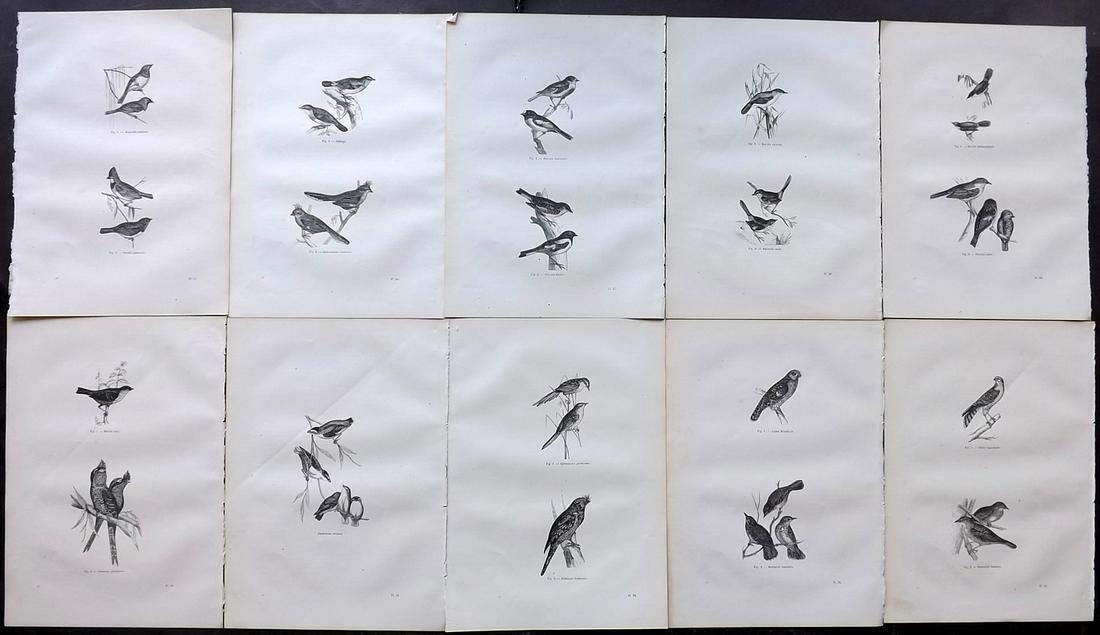Chenu, Jean C1870 Lot of 10 Antique Bird Prints: Wood Engraving Published 1867-82, Paris for "Encyclopedie D'Histoire Naturelle" by Jean Charles Chenu. Reverse side blank. Paper Size: 11 x 7.5 inch (28 x 19cm) Good Condition overall