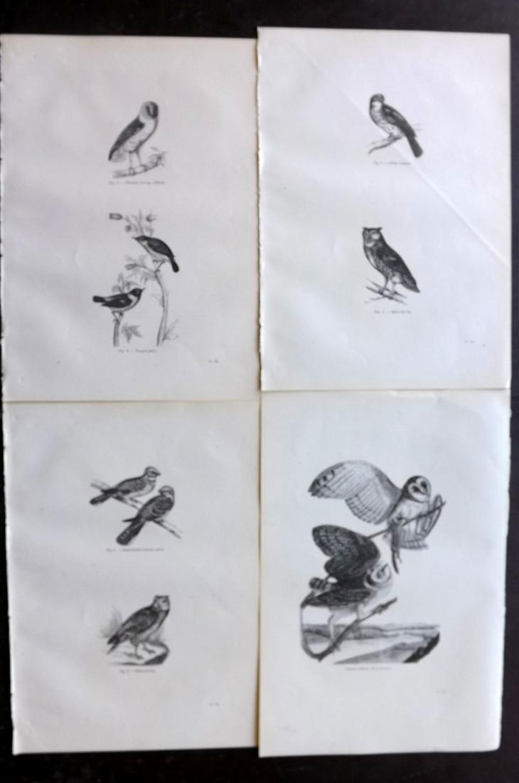 Chenu, Jean C1870 Lot of 4 Antique Bird Prints Owls etc: Wood Engraving Published 1867-82, Paris for "Encyclopedie D'Histoire Naturelle" by Jean Charles Chenu. Reverse side blank. Paper Size: 11 x 7.5 inch (28 x 19cm) Good Condition overall