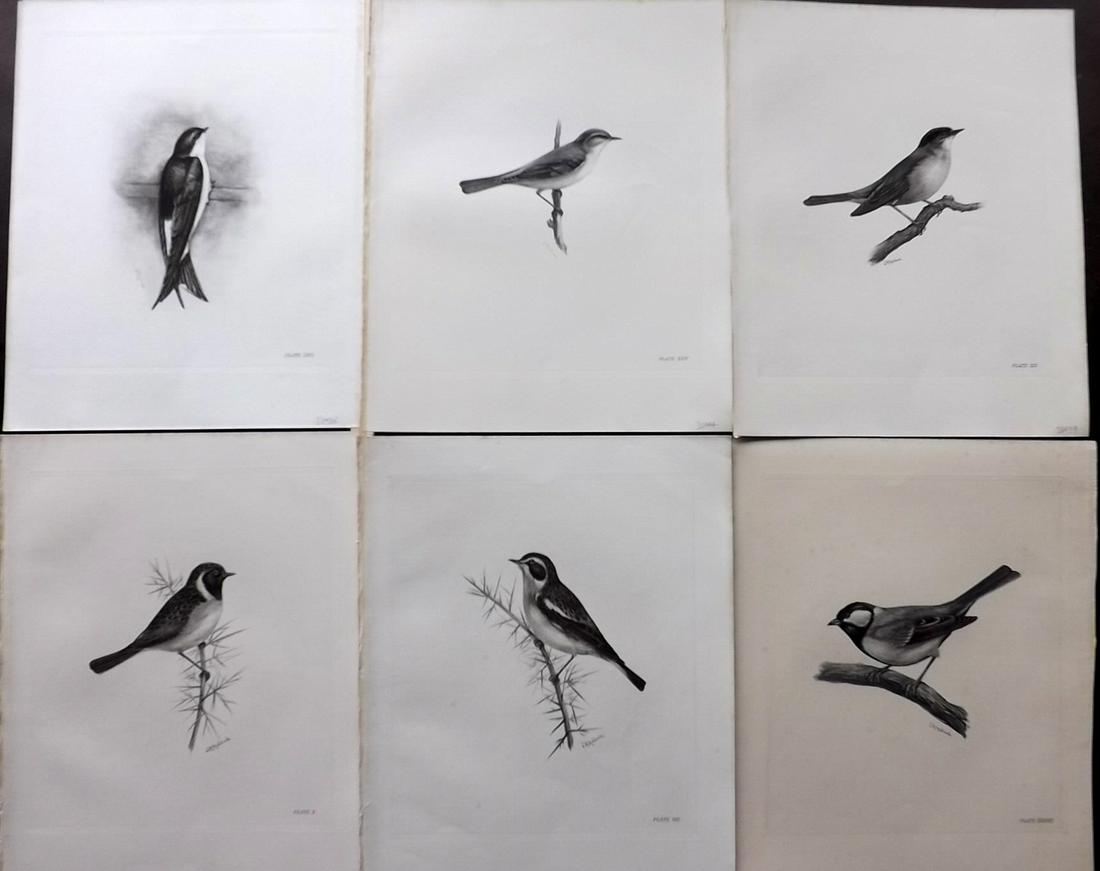 Medland & Stonham C1910 Lot of 6 Antique Bird Prints: Photgravures Published 1906-11, London for "The Birds of the British Islands" by Charles Stonham. Illustrated by Lilian M. Medland. Paper Size: 12.5 x 10 inch (32 x 25cm) Very minor background backgro
