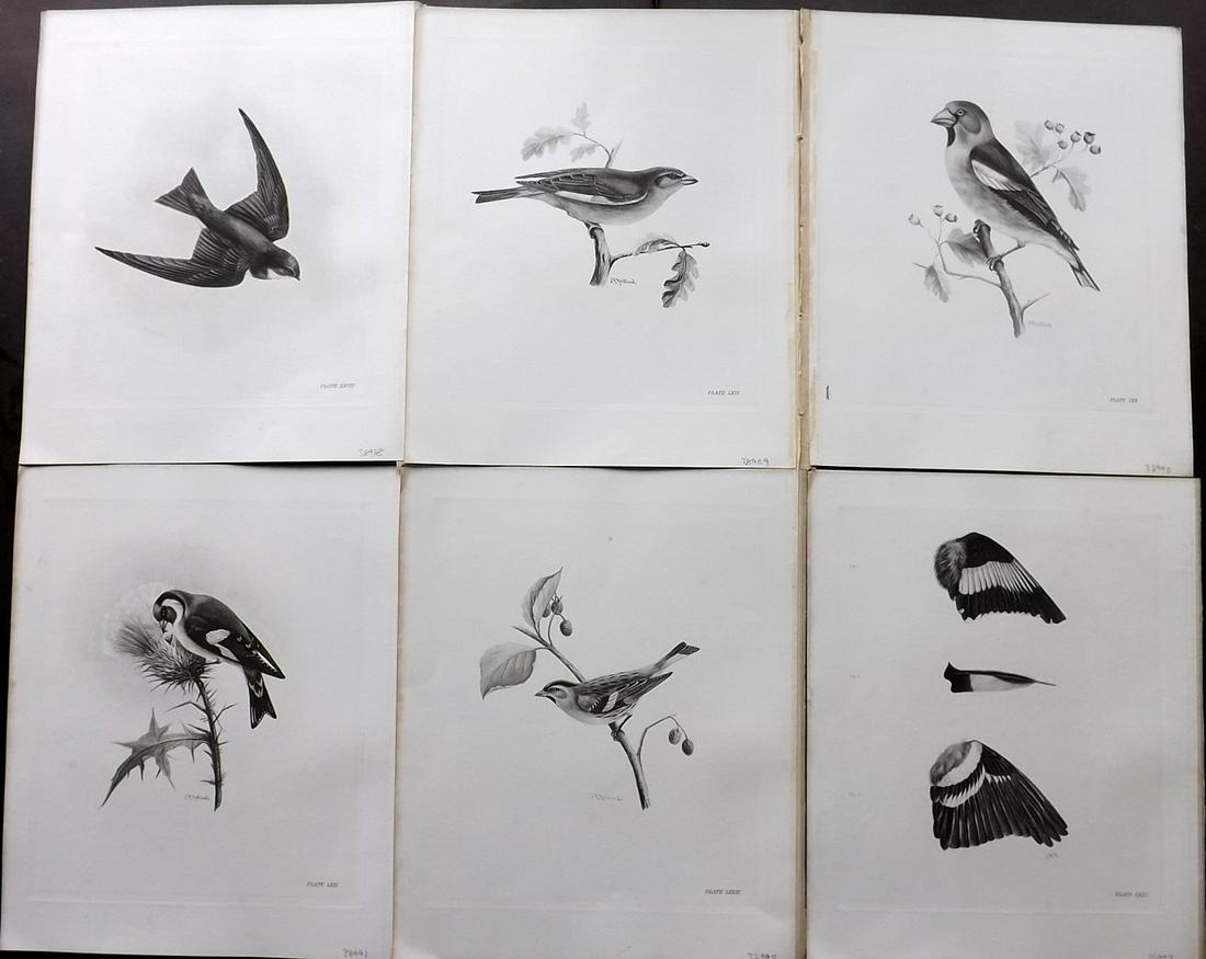 Medland & Stonham C1910 Lot of 6 Antique Bird Prints: Photgravures Published 1906-11, London for "The Birds of the British Islands" by Charles Stonham. Illustrated by Lilian M. Medland. Paper Size: 12.5 x 10 inch (32 x 25cm) Very minor background backgro