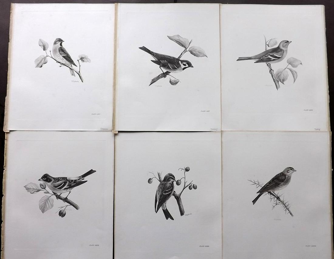 Medland & Stonham C1910 Lot of 6 Antique Bird Prints: Photgravures Published 1906-11, London for "The Birds of the British Islands" by Charles Stonham. Illustrated by Lilian M. Medland. Paper Size: 12.5 x 10 inch (32 x 25cm) Very minor background backgro