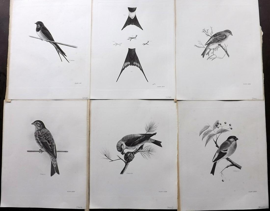 Medland & Stonham C1910 Lot of 6 Antique Bird Prints: Photgravures Published 1906-11, London for "The Birds of the British Islands" by Charles Stonham. Illustrated by Lilian M. Medland. Paper Size: 12.5 x 10 inch (32 x 25cm) Very minor background backgro