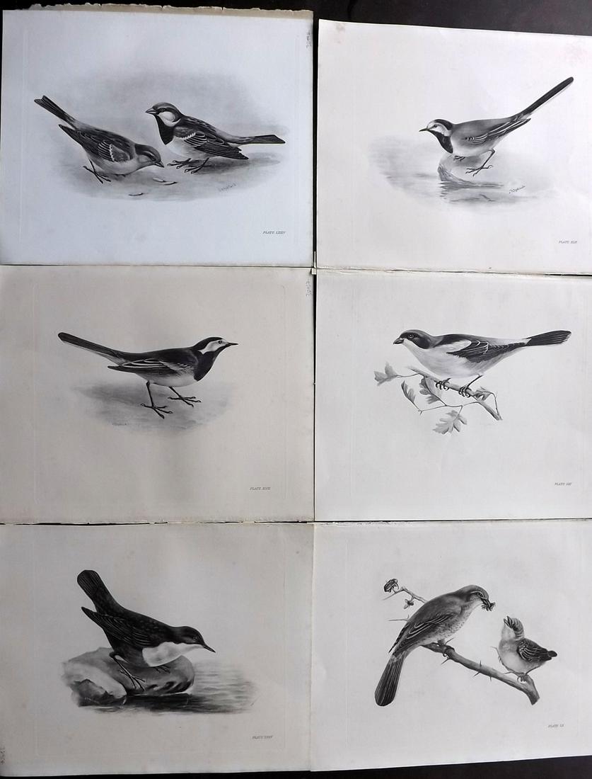 Medland & Stonham C1910 Lot of 6 Antique Bird Prints: Photgravures Published 1906-11, London for "The Birds of the British Islands" by Charles Stonham. Illustrated by Lilian M. Medland. Paper Size: 12.5 x 10 inch (32 x 25cm) Very minor background backgro