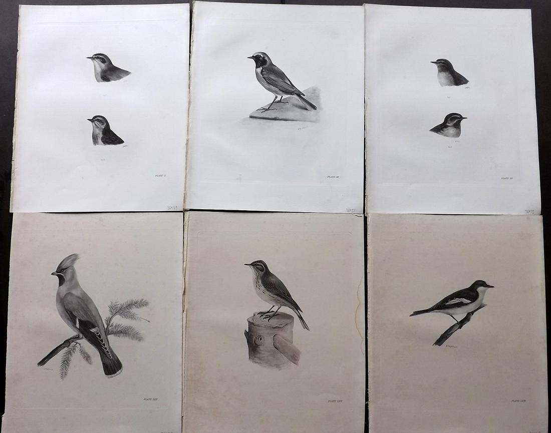 Medland & Stonham C1910 Lot of 6 Antique Bird Prints: Photgravures Published 1906-11, London for "The Birds of the British Islands" by Charles Stonham. Illustrated by Lilian M. Medland. Paper Size: 12.5 x 10 inch (32 x 25cm) Very minor background backgro