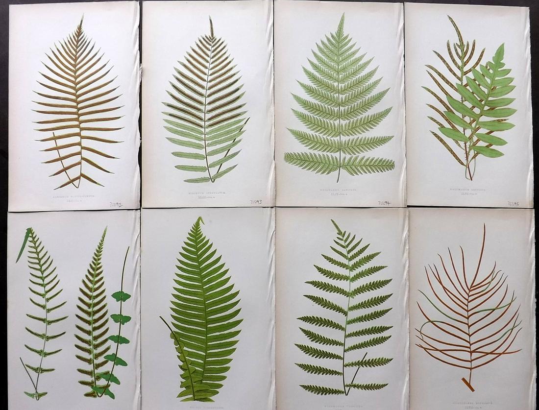 Lowe, Edward 1856 Lot of 8 Antique Fern Prints: Woodblocks Published 1856-60 by Groombridge and Sons, London for "Ferns: British and Exotic" by Edward Lowe. Illustrated by A.F. Lydon. Printed by Benjamin Fawcett. Paper Size: 10 x 6 inch (25 x 15cm)