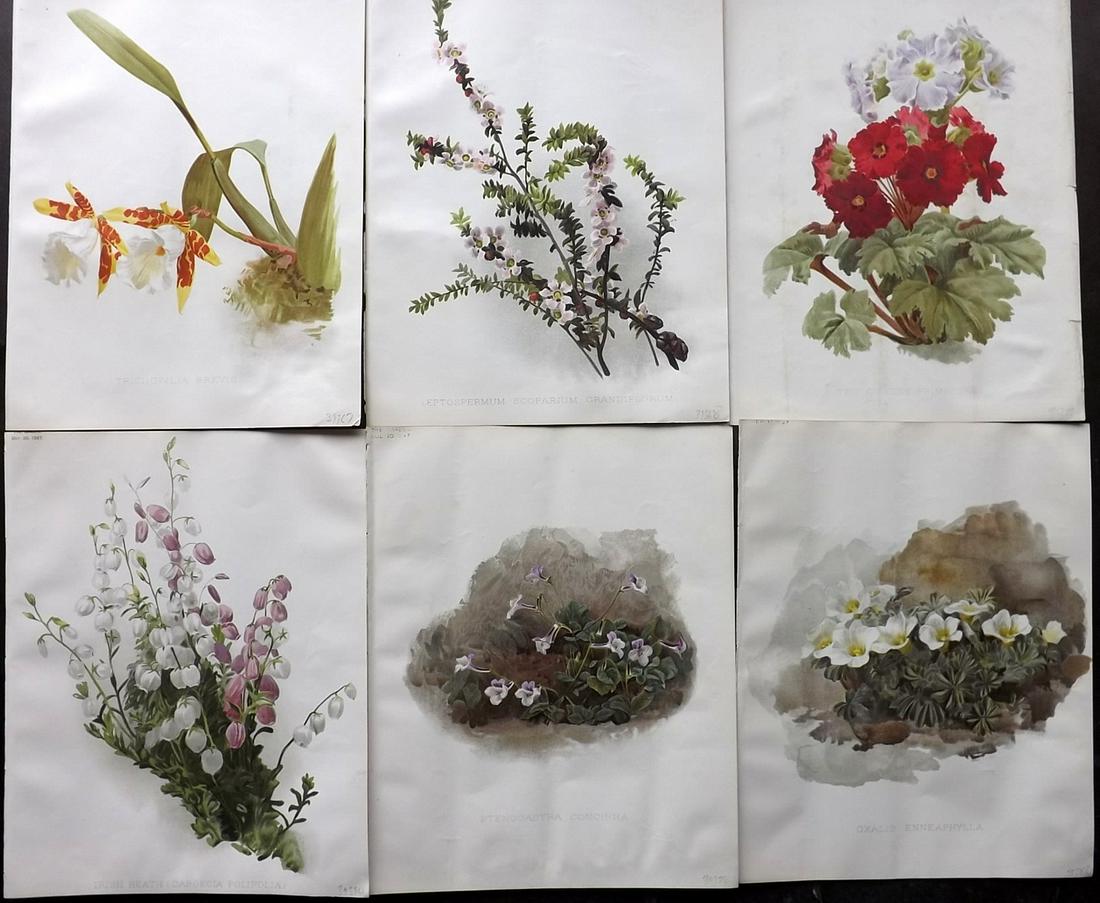 The Garden 1899 Lot of 6 Botanical Prints: Chromolithographs Published 1872-1927, London for "The Garden. An Illustrated Weekly Journal of Horticulture in all its Branches" Edited by William Robinson and others. Paper Size: 11.5 x 9 inch (29 x