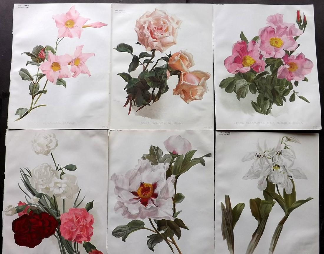 The Garden 1899 Lot of 6 Botanical Prints: Chromolithographs Published 1872-1927, London for "The Garden. An Illustrated Weekly Journal of Horticulture in all its Branches" Edited by William Robinson and others. Paper Size: 11.5 x 9 inch (29 x