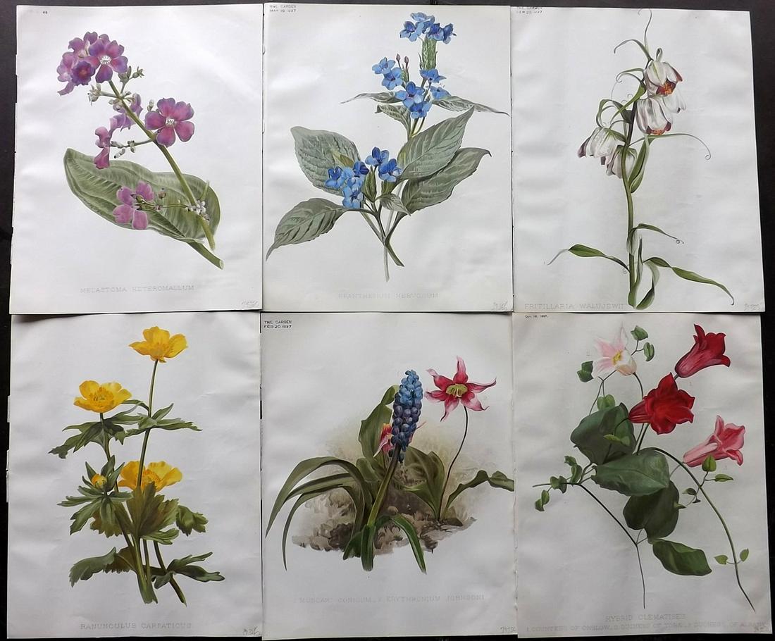 The Garden 1899 Lot of 6 Botanical Prints: Chromolithographs Published 1872-1927, London for "The Garden. An Illustrated Weekly Journal of Horticulture in all its Branches" Edited by William Robinson and others. Paper Size: 11.5 x 9 inch (29 x
