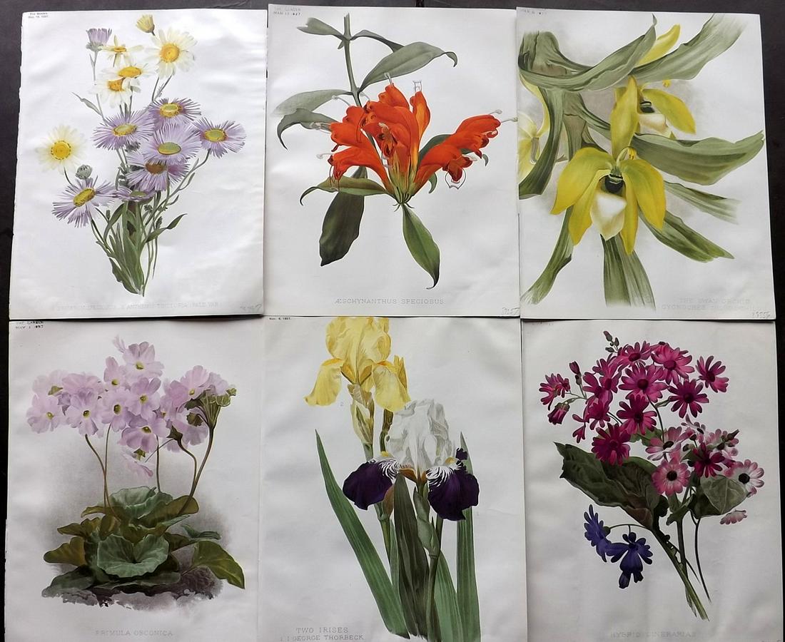 The Garden 1899 Lot of 6 Botanical Prints: Chromolithographs Published 1872-1927, London for "The Garden. An Illustrated Weekly Journal of Horticulture in all its Branches" Edited by William Robinson and others. Paper Size: 11.5 x 9 inch (29 x