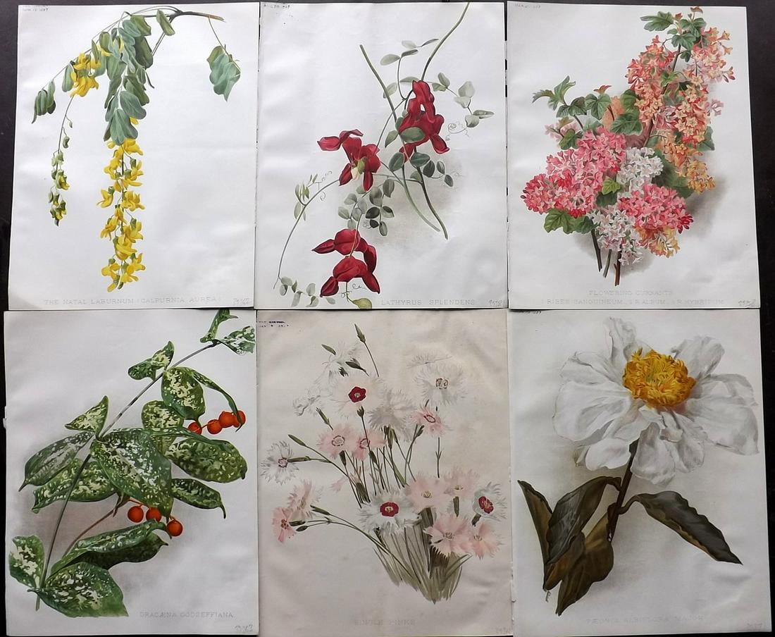 The Garden 1899 Lot of 6 Botanical Prints: Chromolithographs Published 1872-1927, London for "The Garden. An Illustrated Weekly Journal of Horticulture in all its Branches" Edited by William Robinson and others. Paper Size: 11.5 x 9 inch (29 x