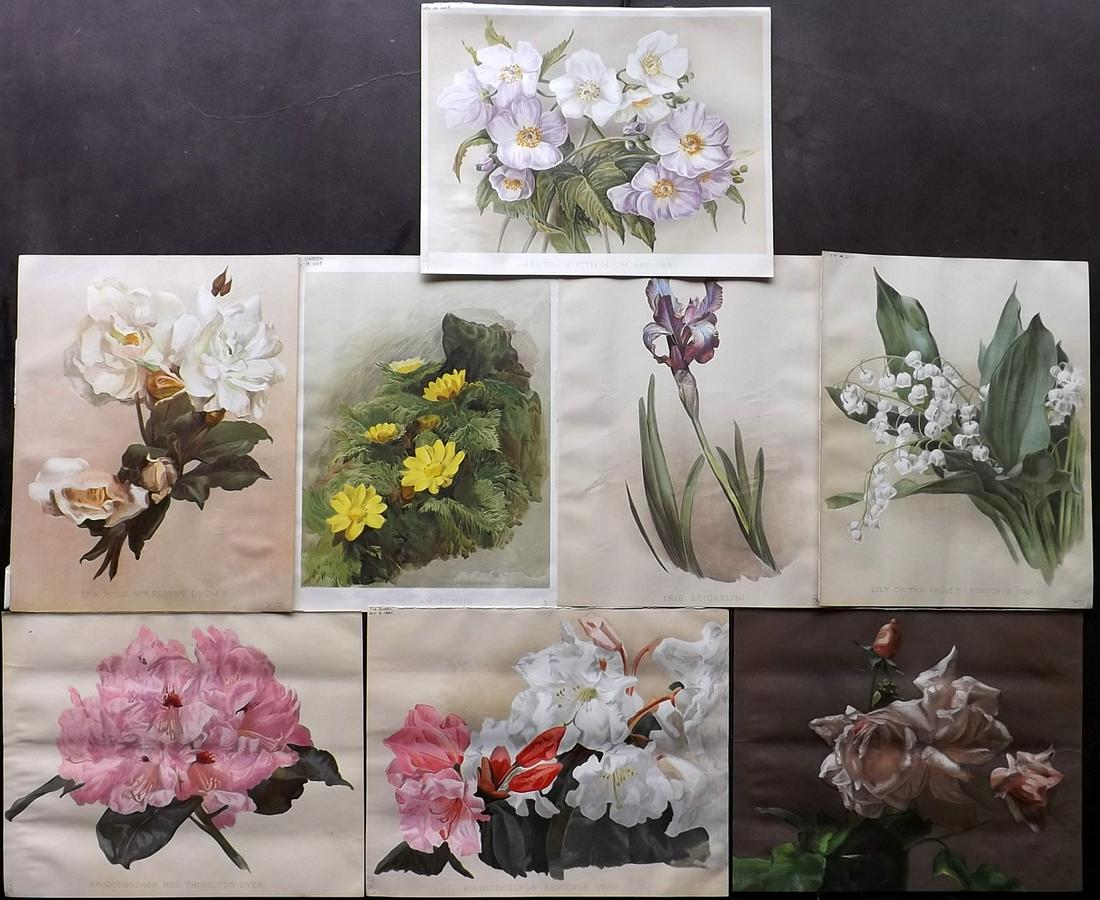 The Garden 1899 Lot of 8 Botanical Prints: Chromolithographs Published 1872-1927, London for "The Garden. An Illustrated Weekly Journal of Horticulture in all its Branches" Edited by William Robinson and others. Paper Size: 11.5 x 9 inch (29 x