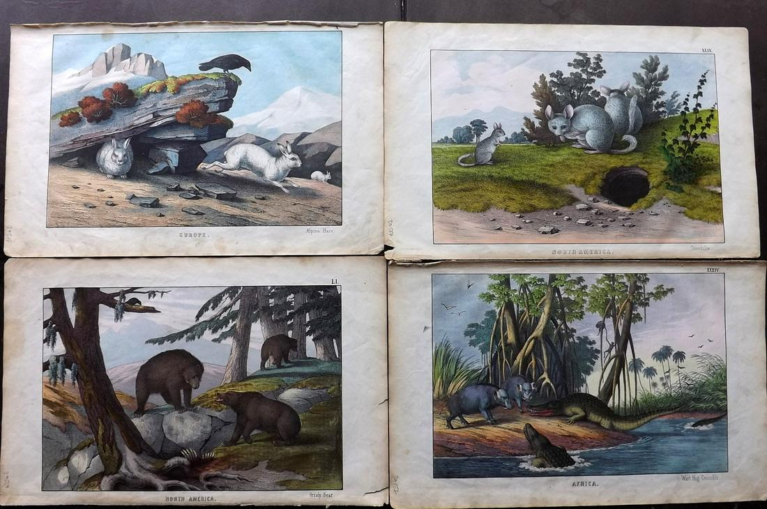 White, Adam 1872 Lot of 4 HC Natural History Prints: Incl Grisly Bear, Wart Hog/Crocodile, Alpine Hare, and Chinchilla. Lithographs Published 1867-72, Edinburgh for "The Instructive Picture Book..." by Adam White. Printed in Colours and finished by hand