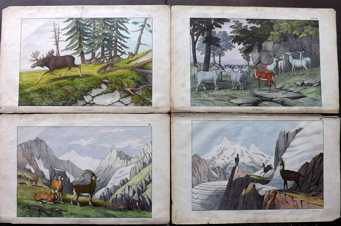 White, Adam 1872 Lot of 4 HC Prints. Moose, Chamois etc: Plus Eland/Pallah/Koodoo and Ammon. Lithographs Published 1867-72, Edinburgh for "The Instructive Picture Book..." by Adam White. Printed in Colours and finished by hand. Paper Size: 13 x 8 inch (33 x