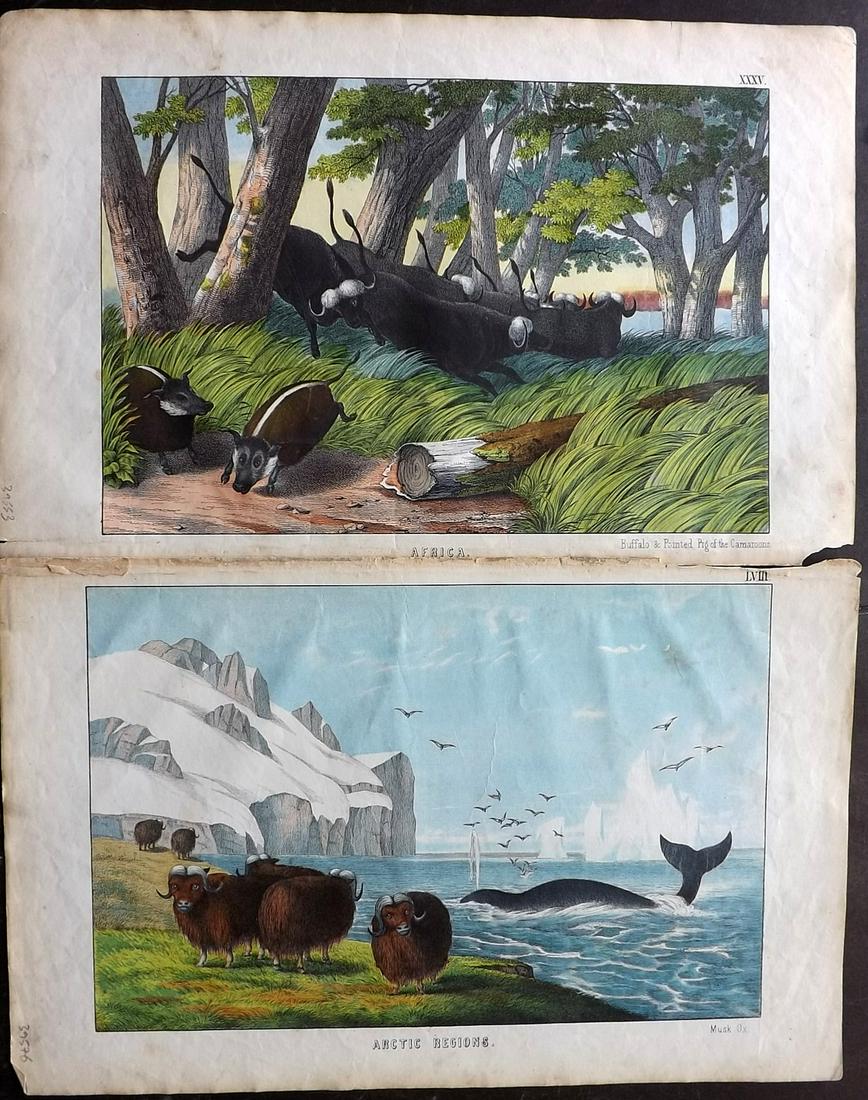 White, Adam 1872 Pair of HC Prints. Musk Ox, Buffalo (1 of 2)