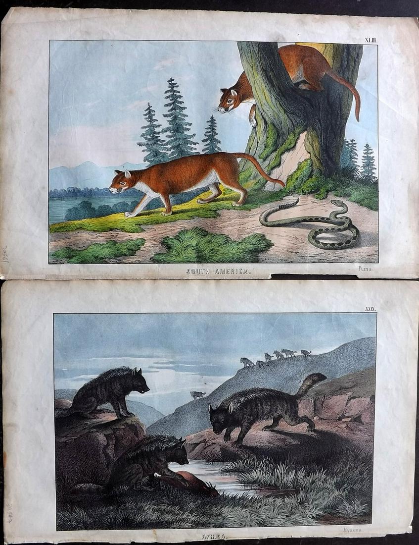 White, Adam 1872 Pair of HC Prints. Puma, Hyena (1 of 2)
