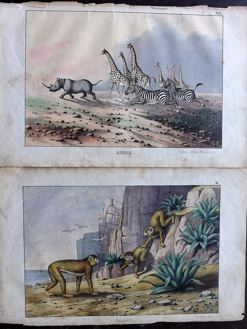 White, Adam 1872 Pair of HC. Ape Zebra Rhino Giraffe: Lithographs Published 1867-72, Edinburgh for "The Instructive Picture Book..." by Adam White. Printed in Colours and finished by hand. Paper Size: 13 x 8 inch (33 x 21cm) Some minor margin faults, ima