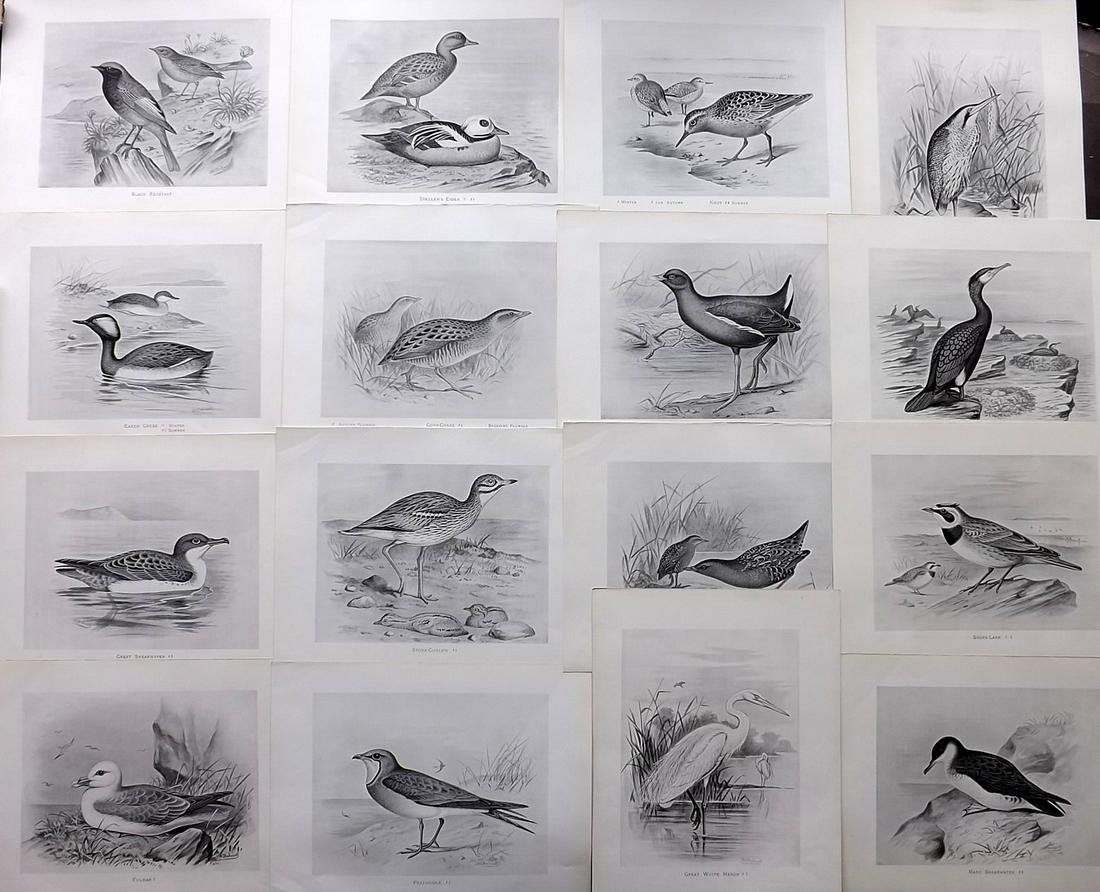 Frohawk, F. W. 1898 Lot of 16 Antique Bird Prints: Lithographs Published in 1896-8 by Brunby & Clarke, London for "British Birds, with their Nests & Eggs" Illustrated by F. W. Frohawk. Paper Size: 12 x 9.5 inch (30 x 24cm) Good Condition