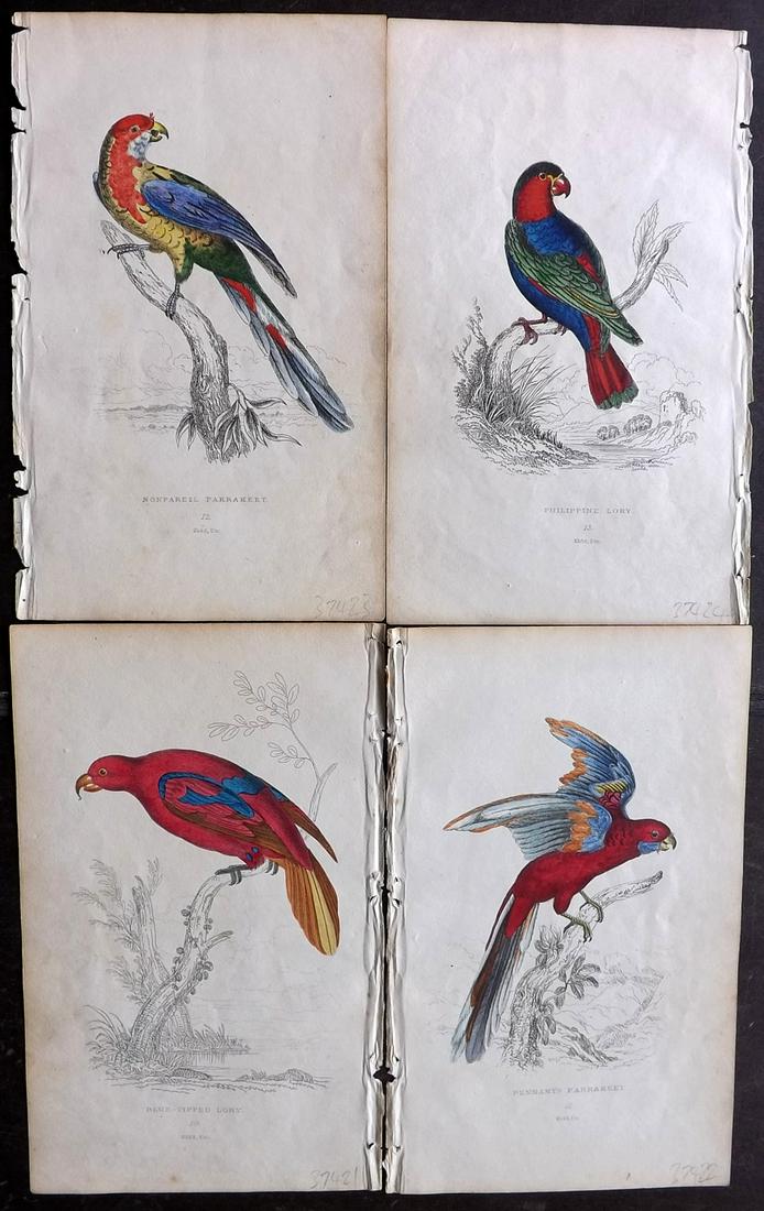 Lauder, Brown & Kidd 1833 Lot of 4 HCol Parrot Prints (1 of 2)