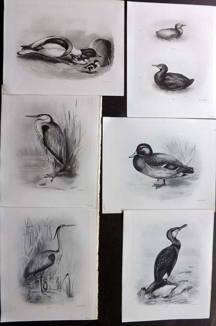 Medland & Stonham C1910 Lot of 6 Antique Birds Prints: Photgravures Published 1906-11, London for "The Birds of the British Islands" by Charles Stonham. Illustrated by Lilian M. Medland. Paper Size: 12.5 x 10 inch (32 x 25cm) Good Condition