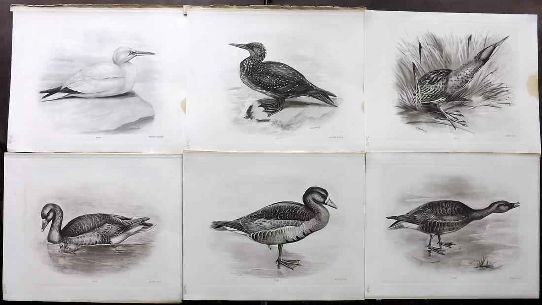 Medland & Stonham C1910 Lot of 6 Antique Birds Prints: Photgravures Published 1906-11, London for "The Birds of the British Islands" by Charles Stonham. Illustrated by Lilian M. Medland. Paper Size: 12.5 x 10 inch (32 x 25cm) A few with minor margin water