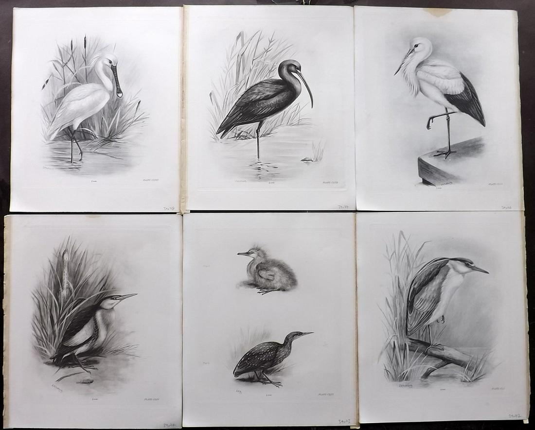 Medland & Stonham C1910 Lot of 6 Birds incl Spoonbill (1 of 2)