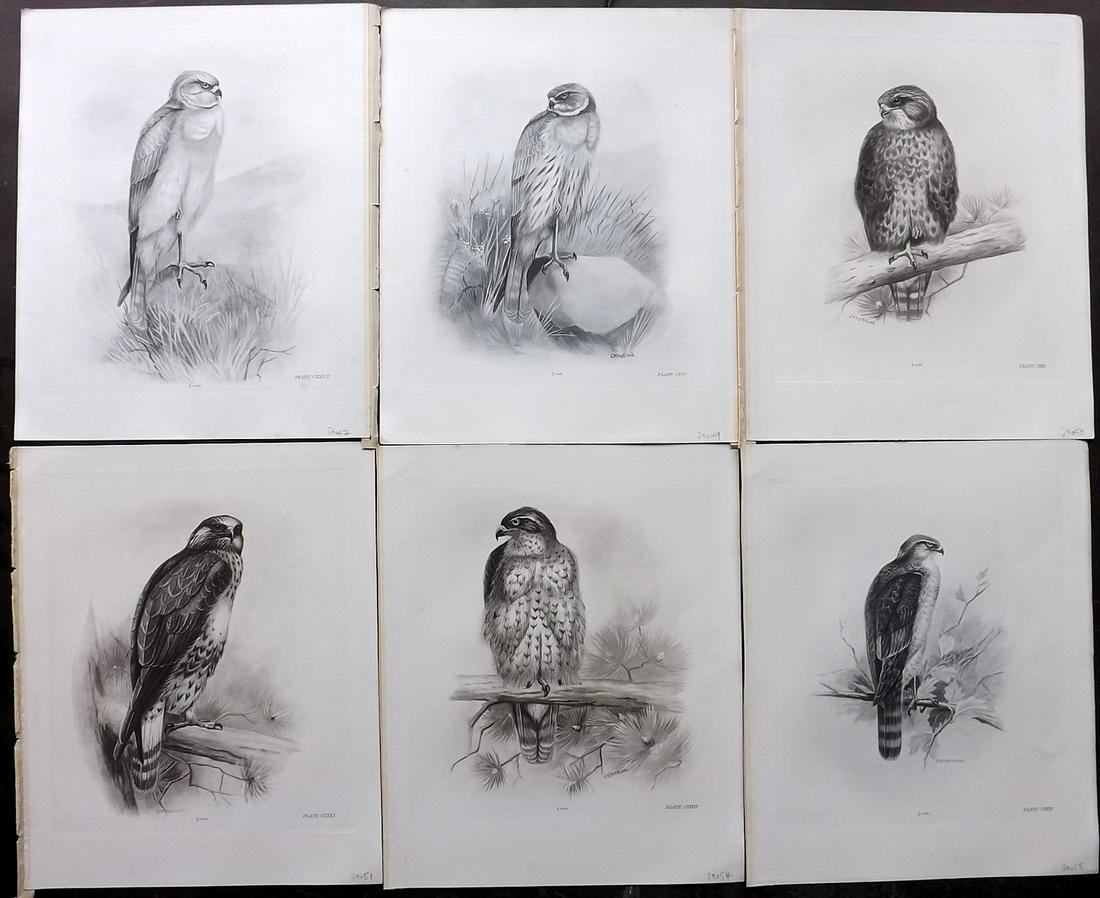 Medland & Stonham C1910 Lot of 6 Birds of Prey Prints: Photgravures Published 1906-11, London for "The Birds of the British Islands" by Charles Stonham. Illustrated by Lilian M. Medland. Paper Size: 12.5 x 10 inch (32 x 25cm) Good Condition