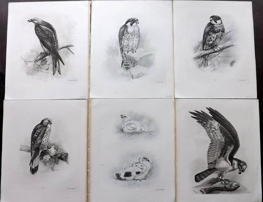 Medland & Stonham C1910 Lot of 6 Birds of Prey Prints: Photgravures Published 1906-11, London for "The Birds of the British Islands" by Charles Stonham. Illustrated by Lilian M. Medland. Paper Size: 12.5 x 10 inch (32 x 25cm) Good Condition