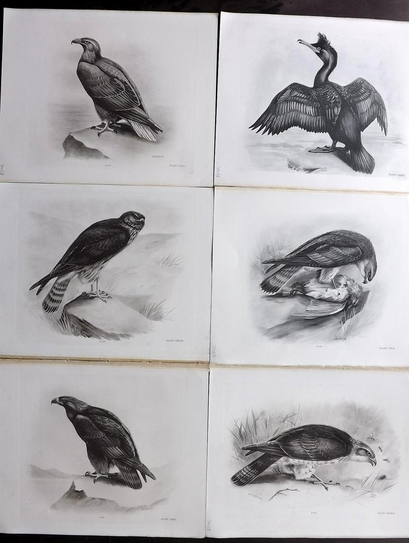 Medland & Stonham C1910 Lot of 6 Birds of Prey Prints: Photgravures Published 1906-11, London for "The Birds of the British Islands" by Charles Stonham. Illustrated by Lilian M. Medland. Paper Size: 12.5 x 10 inch (32 x 25cm) Good Condition