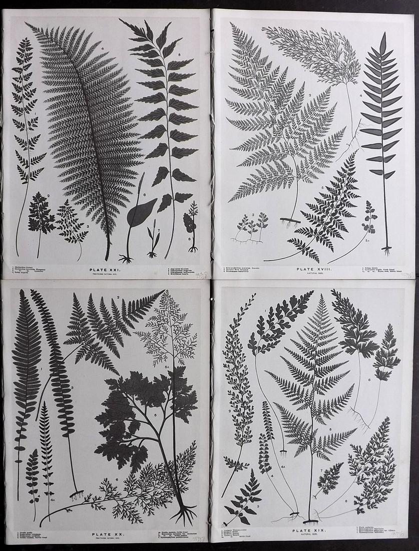 Field, Henry 1890 Lot of 4 New Zealand Fern Prints (1 of 2)