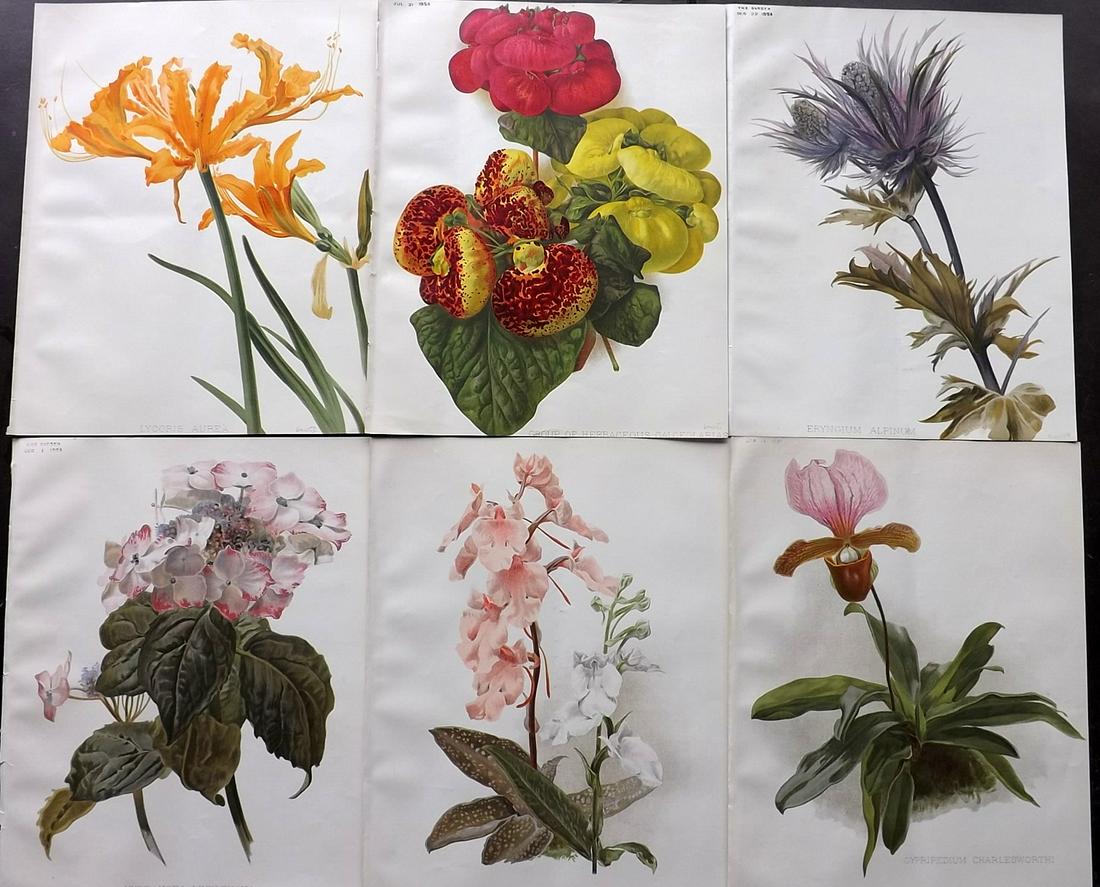 The Garden 1894 Lot of 6 Botanical Prints: Chromolithographs Published 1872-1927, London for "The Garden. An Illustrated Weekly Journal of Horticulture in all its Branches" Edited by William Robinson and others. Paper Size: 11.5 x 9 inch (29 x
