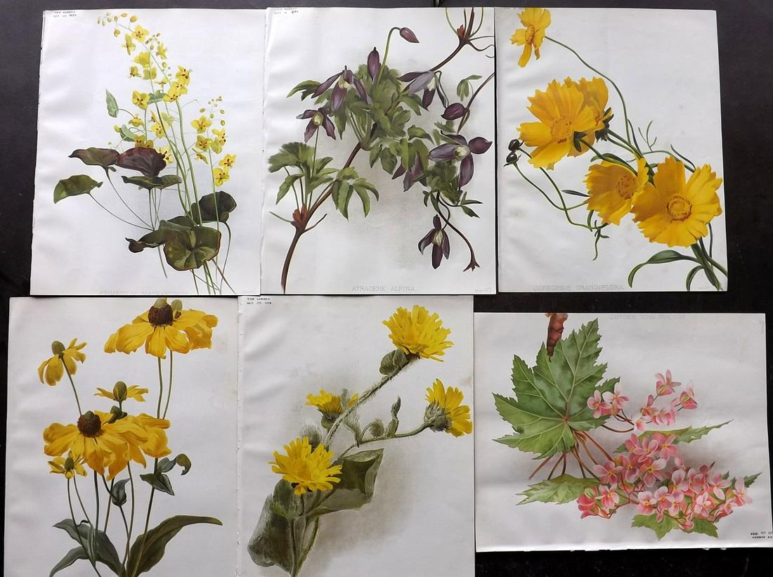 The Garden 1894 Lot of 6 Botanical Prints: Chromolithographs Published 1872-1927, London for "The Garden. An Illustrated Weekly Journal of Horticulture in all its Branches" Edited by William Robinson and others. Paper Size: 11.5 x 9 inch (29 x