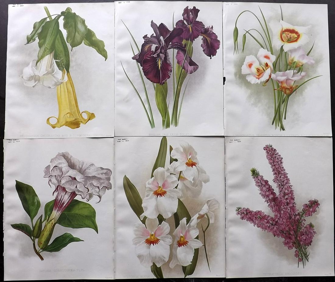 The Garden 1894 Lot of 6 Botanical Prints: Chromolithographs Published 1872-1927, London for "The Garden. An Illustrated Weekly Journal of Horticulture in all its Branches" Edited by William Robinson and others. Paper Size: 11.5 x 9 inch (29 x