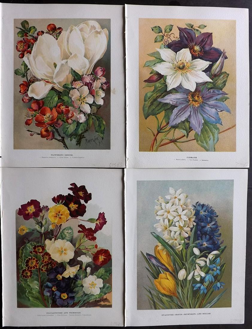 Wright, John 1890's Lot of 4 Botanical Prints: Chromolithographs Published 1896-1901 by Virtue & Co, London for "The Flower Growers Guide" By John Wright. Illustrated by Miss Gertrude Hamilton & Marie Low. Paper Size : 11 x 8 inch (28 x 20cm) Good