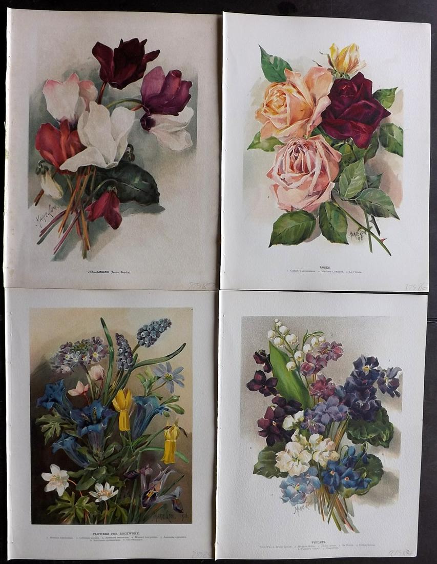 Wright, John 1890's Lot of 4 Botanical Prints: Chromolithographs Published 1896-1901 by Virtue & Co, London for "The Flower Growers Guide" By John Wright. Illustrated by Miss Gertrude Hamilton & Marie Low. Paper Size : 11 x 8 inch (28 x 20cm) Good
