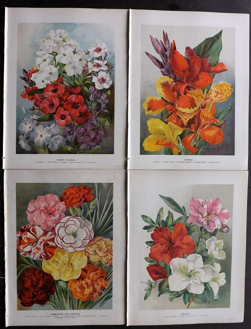 Wright, John 1890's Lot of 4 Botanical Prints: Chromolithographs Published 1896-1901 by Virtue & Co, London for "The Flower Growers Guide" By John Wright. Illustrated by Miss Gertrude Hamilton & Marie Low. Paper Size : 11 x 8 inch (28 x 20cm) Good