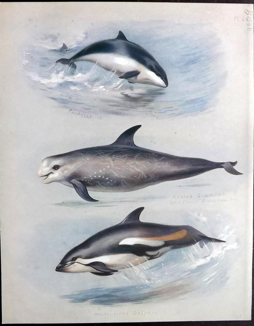 Thorburn, Archibald 1920 Rare Folio Print. Dolphins: Folio Chromolithograph Published 1920-21, London for "British Mammals" by Archibald Thorburn. On Heavy Stock Paper. Rare. This Edition Limited to 500 Copies. Paper Size: 12.5 x 10 inch (32 x 25cm) Ver